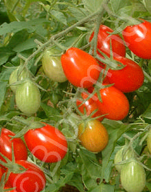 Solanum lycopersicum 'Roma'